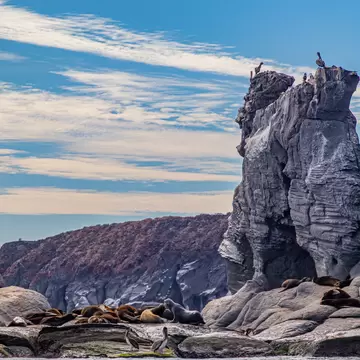 Sea lions resting on pale rock ledges below a tall rock stack topped with pelicans, cliffs behind.