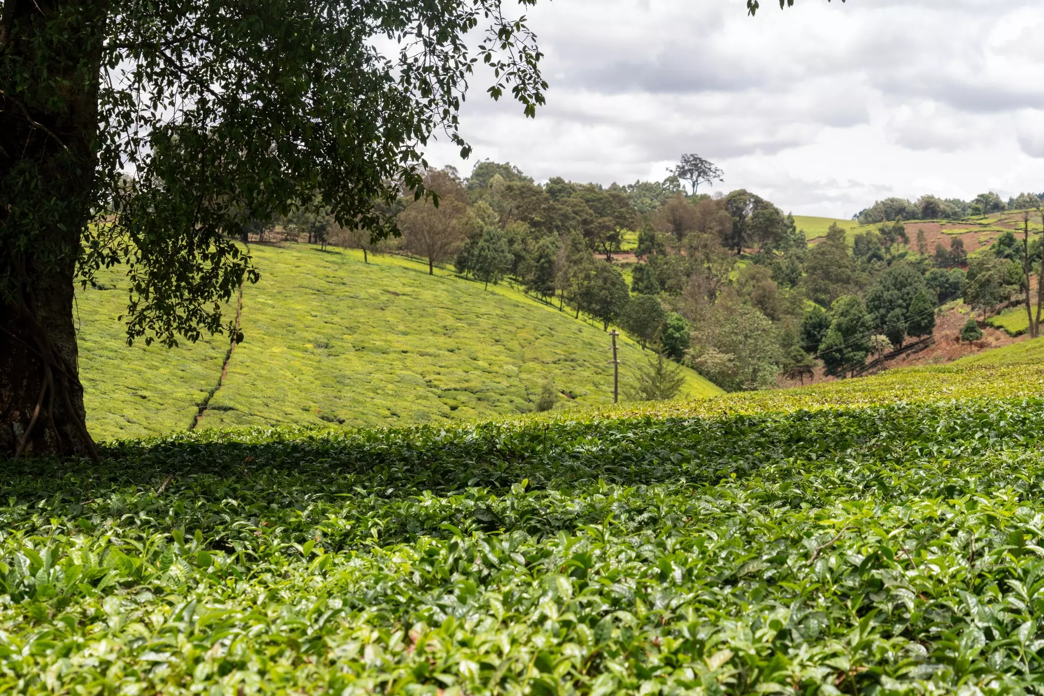 Lush fields of tea plants are seen on rolling hills, with gray clouds overhead.
