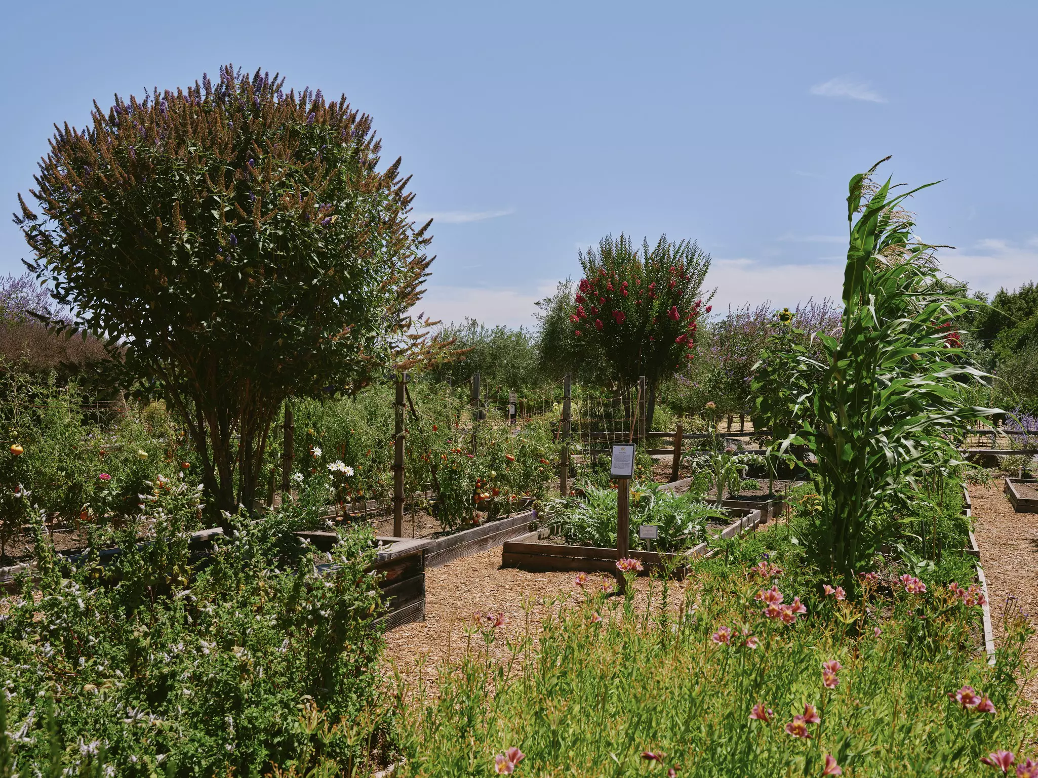 Quivira Vineyards, California, July 2025.