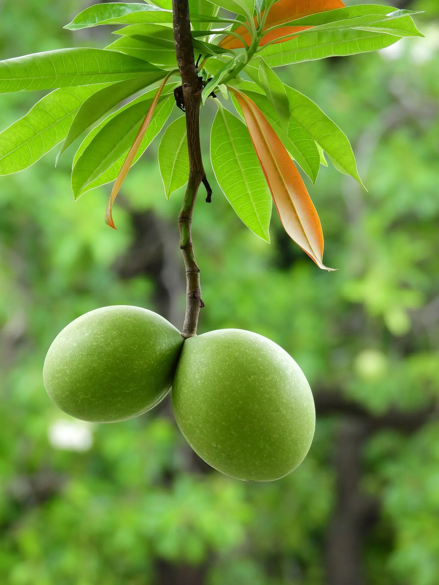 The Mango Tree1.jpg