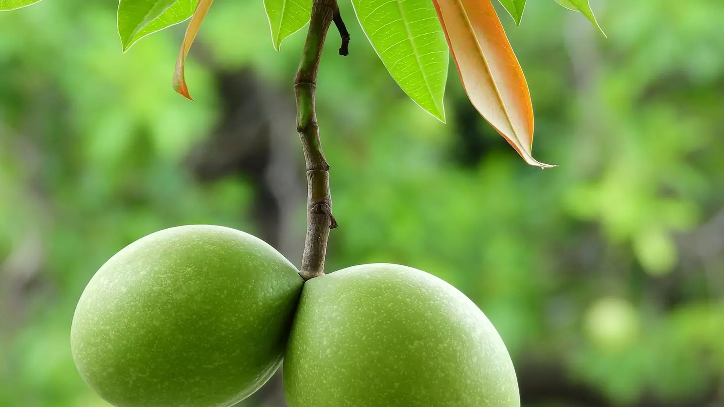 The Mango Tree1.jpg
