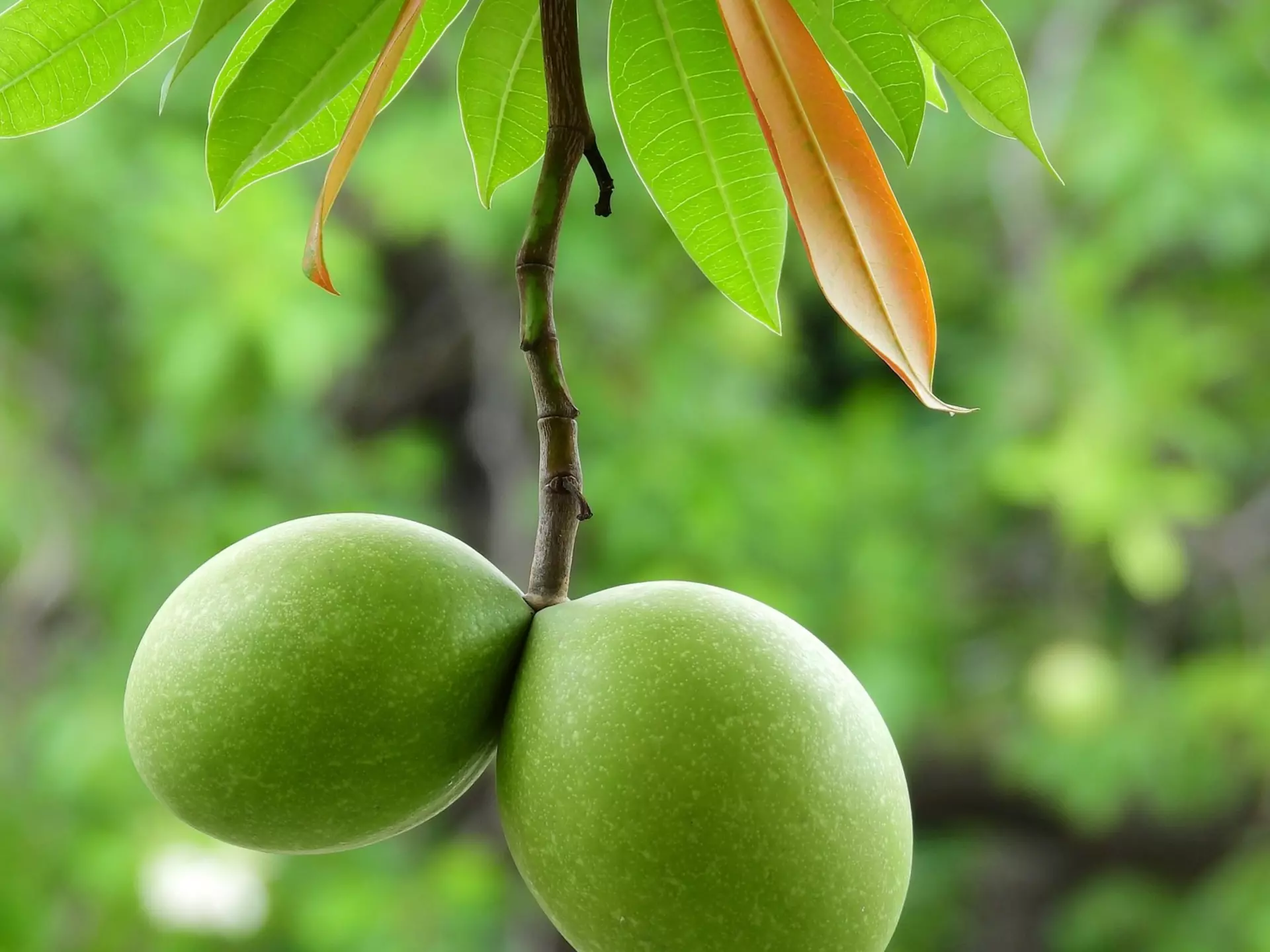 The Mango Tree1.jpg