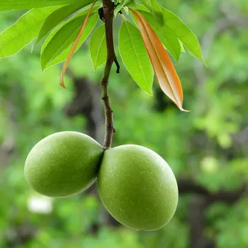 The Mango Tree1.jpg