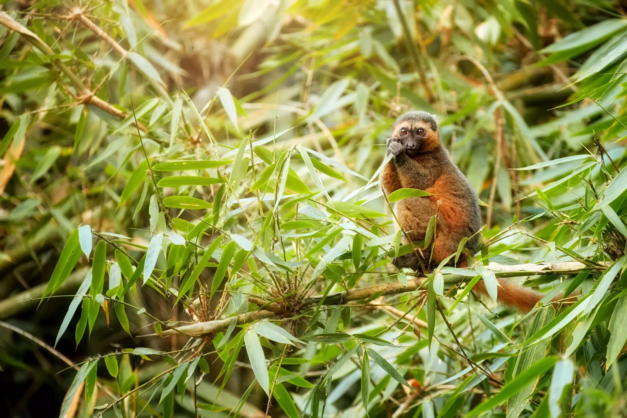 A golden bamboo lemur feeds on a bamboo branch in a rainforest