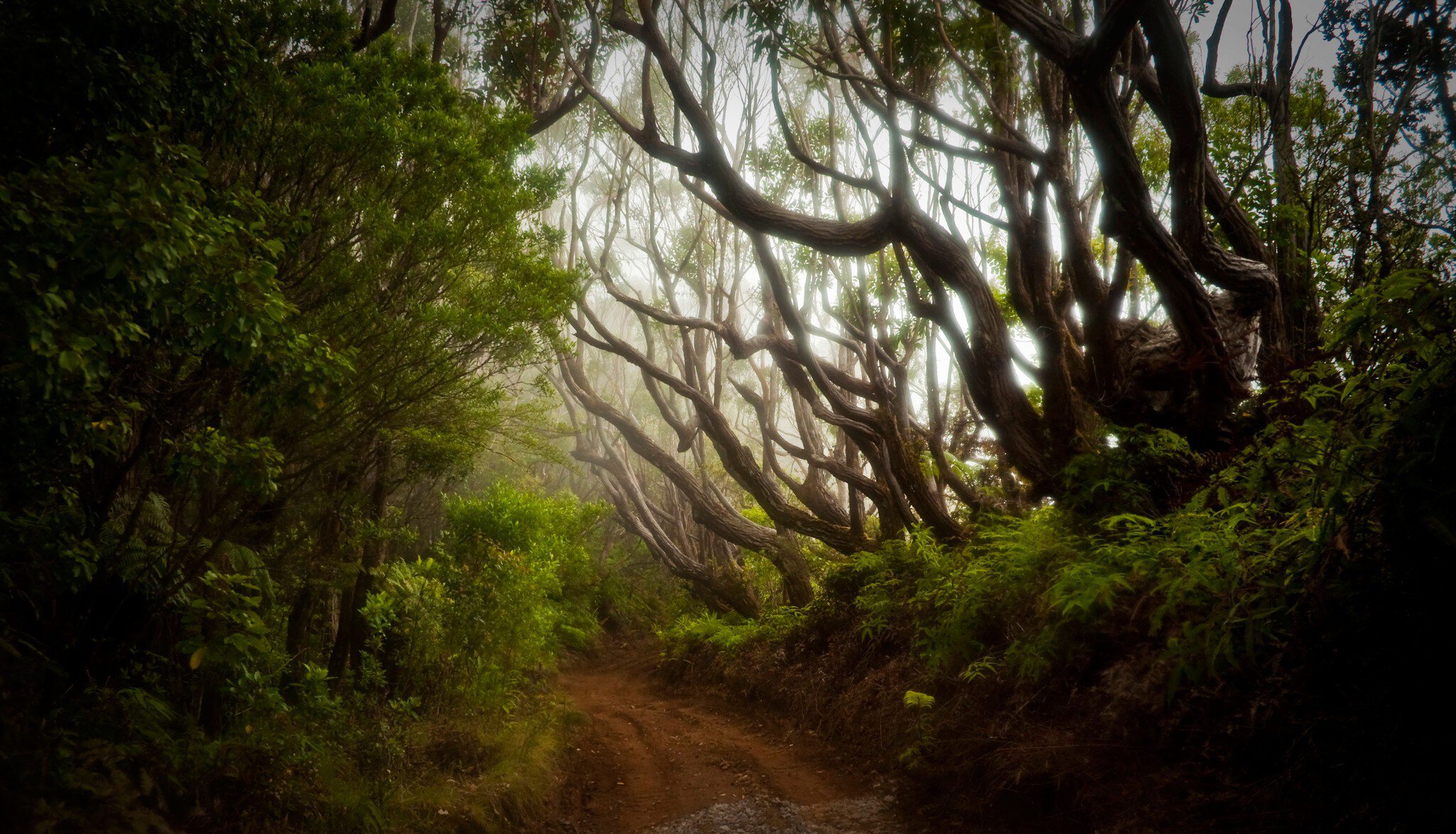 Molokai Forest Preserve