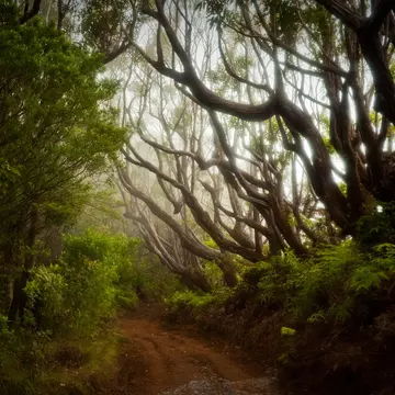Molokai Forest Preserve