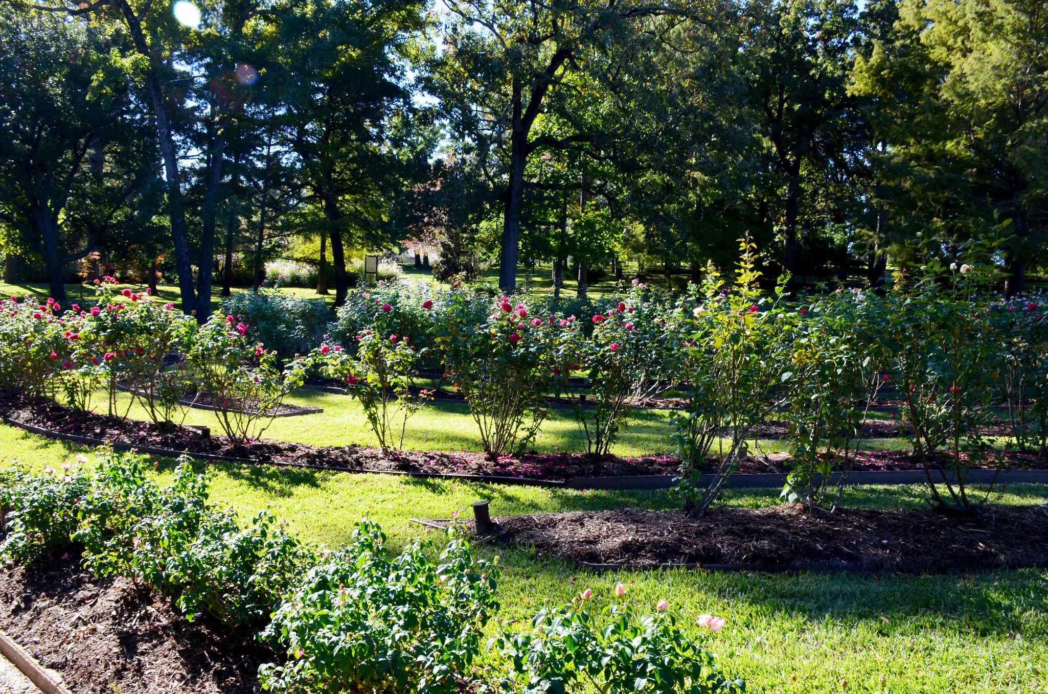 The world-famous and largest 14 acres rose garden comprises over 600 different rose varieties.  The Texas Rose Festivals are held annually in 3-days in the month of October.  The garden was constructed in 1938.  In 2019, it was registered as the N...