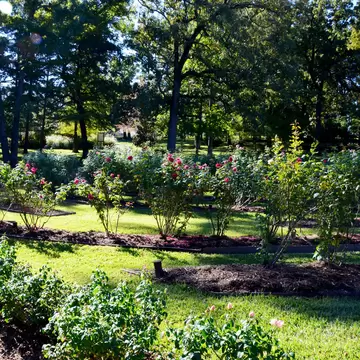 Tyler Municipal Rose Garden in Tyler, Texas.