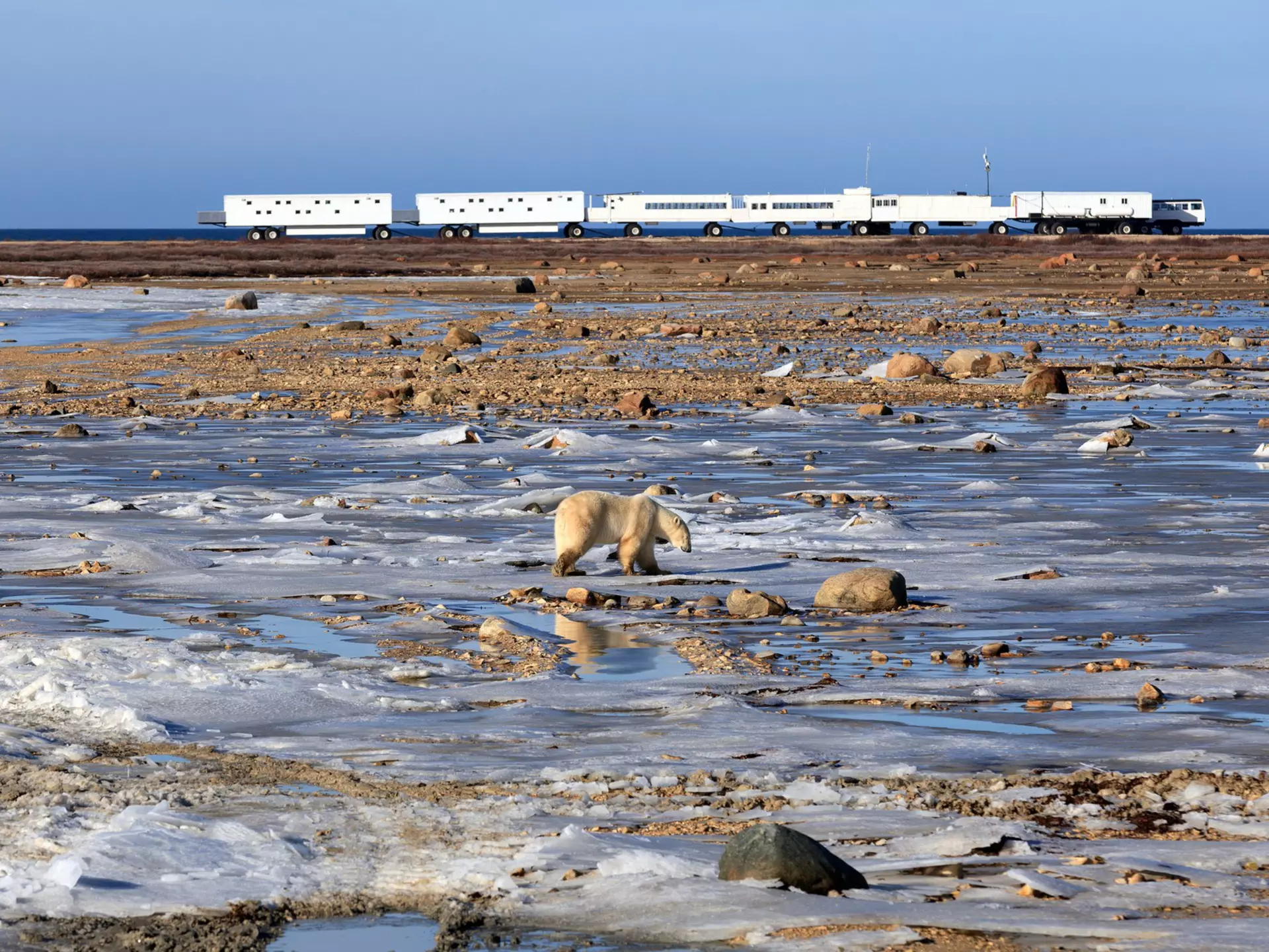 The polar bear lodge at the VRBO holiday house
