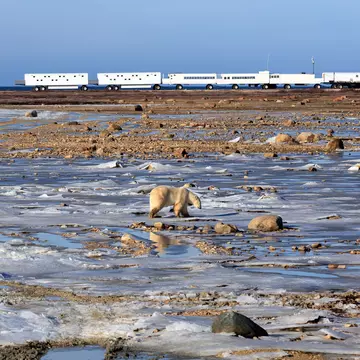 The polar bear lodge at the VRBO holiday house