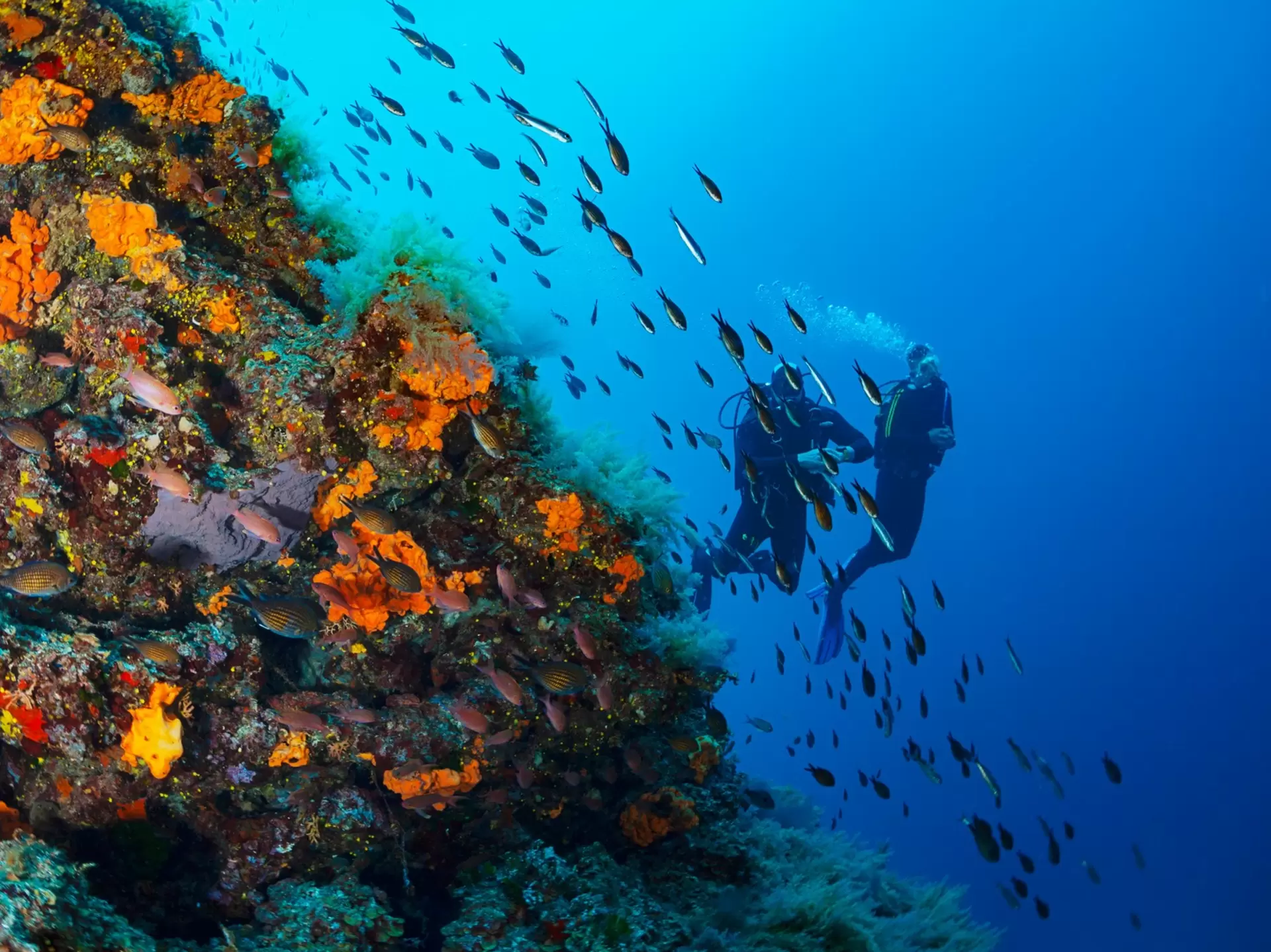 Two divers descend near a wall of colorful coral as a school of fish swim by in Greece.