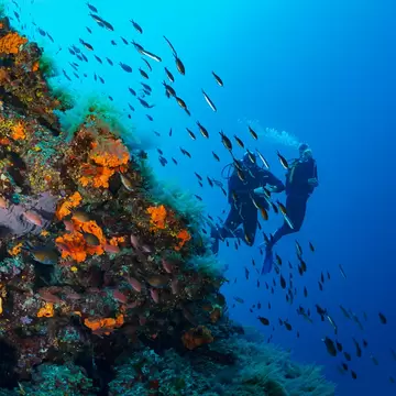 Two divers descend near a wall of colorful coral as a school of fish swim by in Greece.