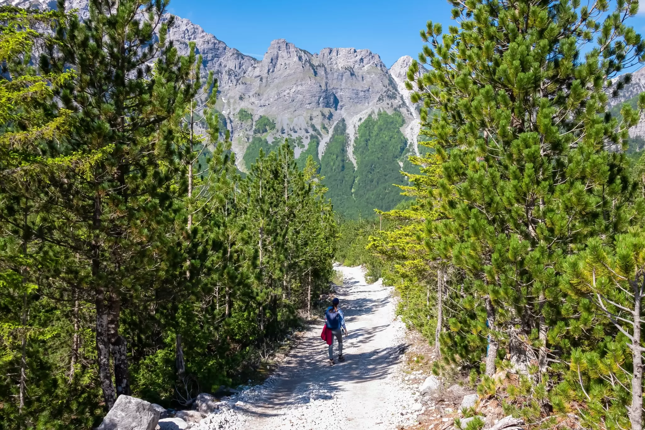A hiker passes through pine forests on the trail from Valbonë to Theth, Albania.