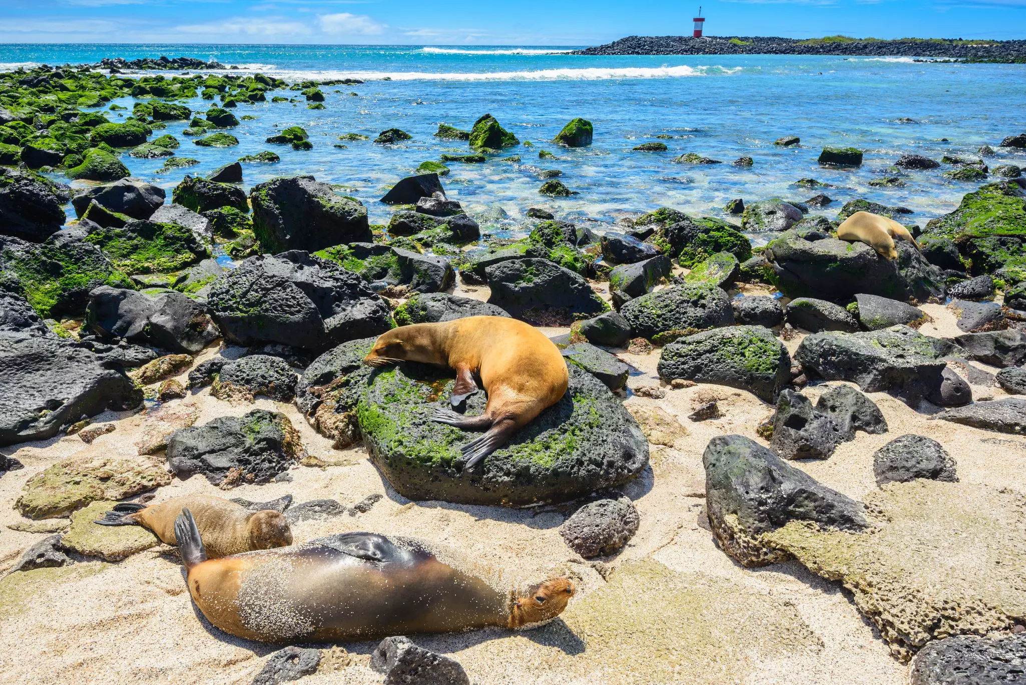 Fur seals at Punta Carola beach in the Galápagos Islands with a blue bay beyond.