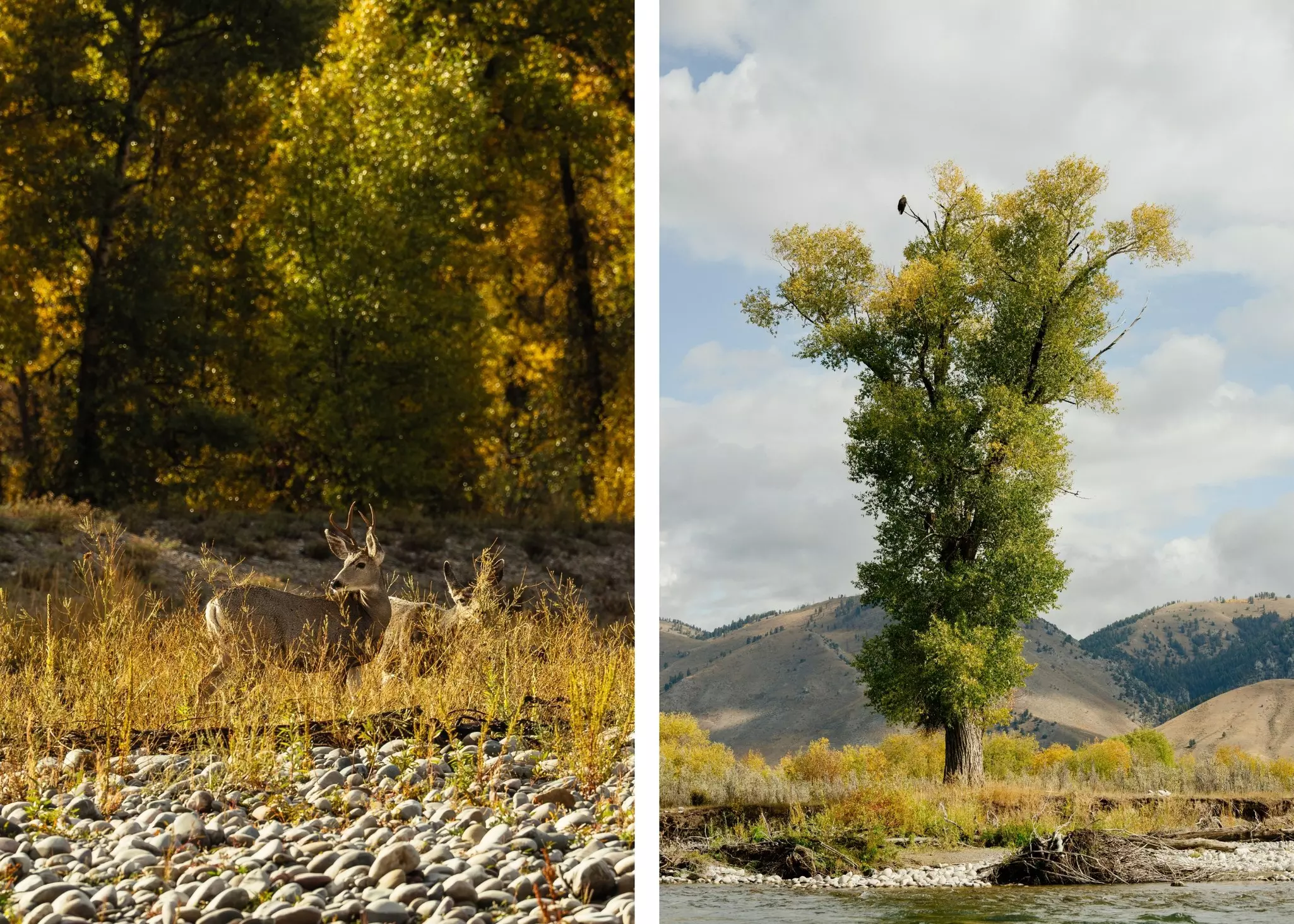 Two photos. In the first photo, a deer stands amid rocky and grassy terrain. In photo two, a bald eagle is a speck atop a tall tree stretching toward a cloudy sky.