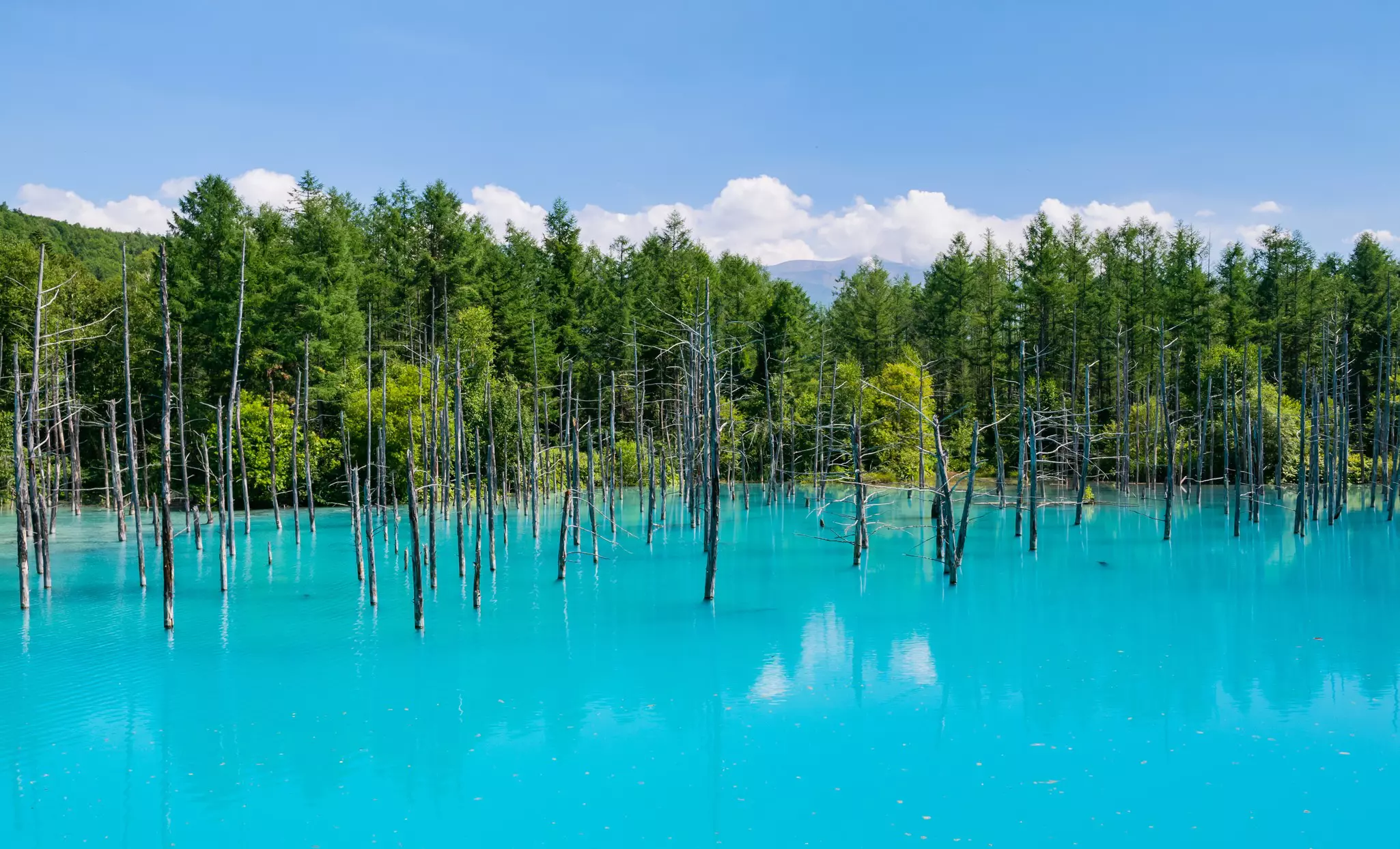 A bright turquoise pond surrounded by woodland. Somem leaf-less trees stand tall within the water.