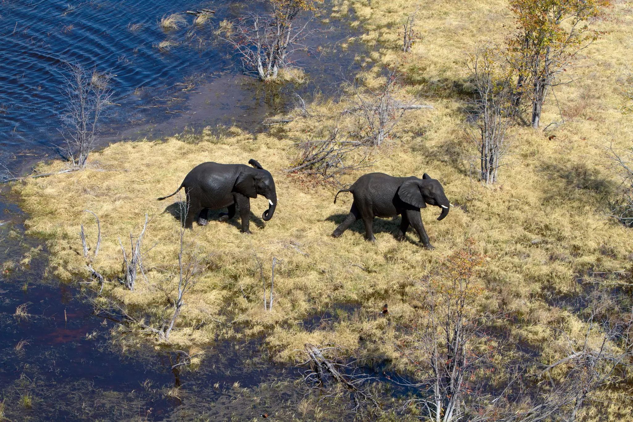 Elephants wading through a river in the Okavango Delta. Gaston Piccinetti / Shutterstock