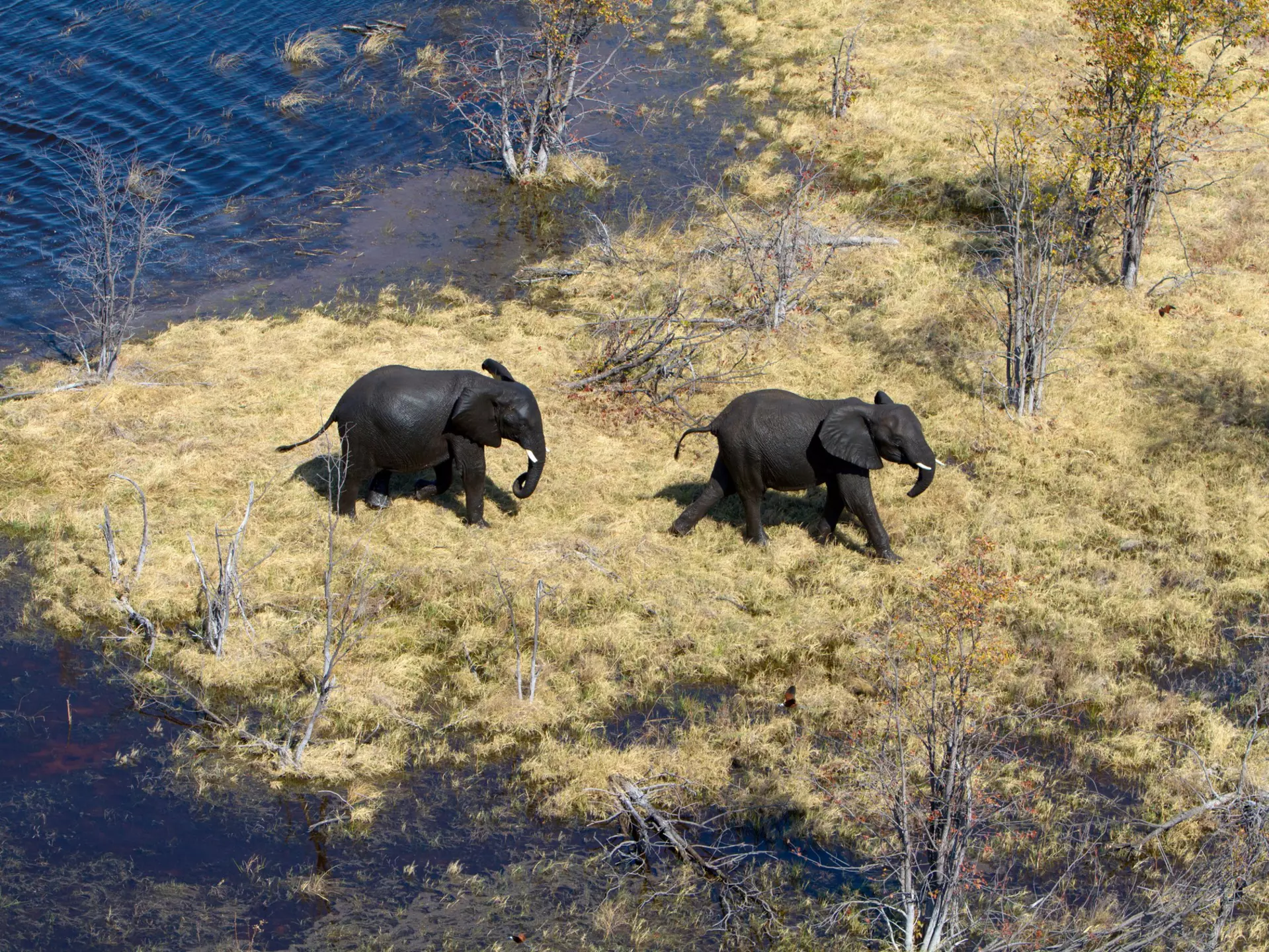 Elephants wading through a river in the Okavango Delta. Gaston Piccinetti / Shutterstock