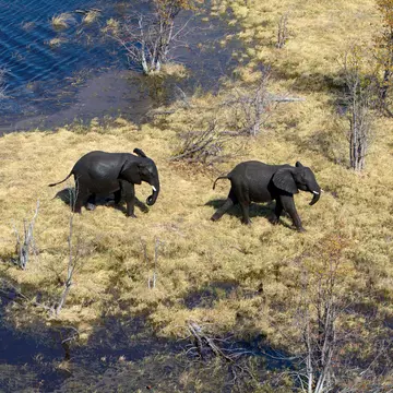 Elephants wading through a river in the Okavango Delta. Gaston Piccinetti / Shutterstock