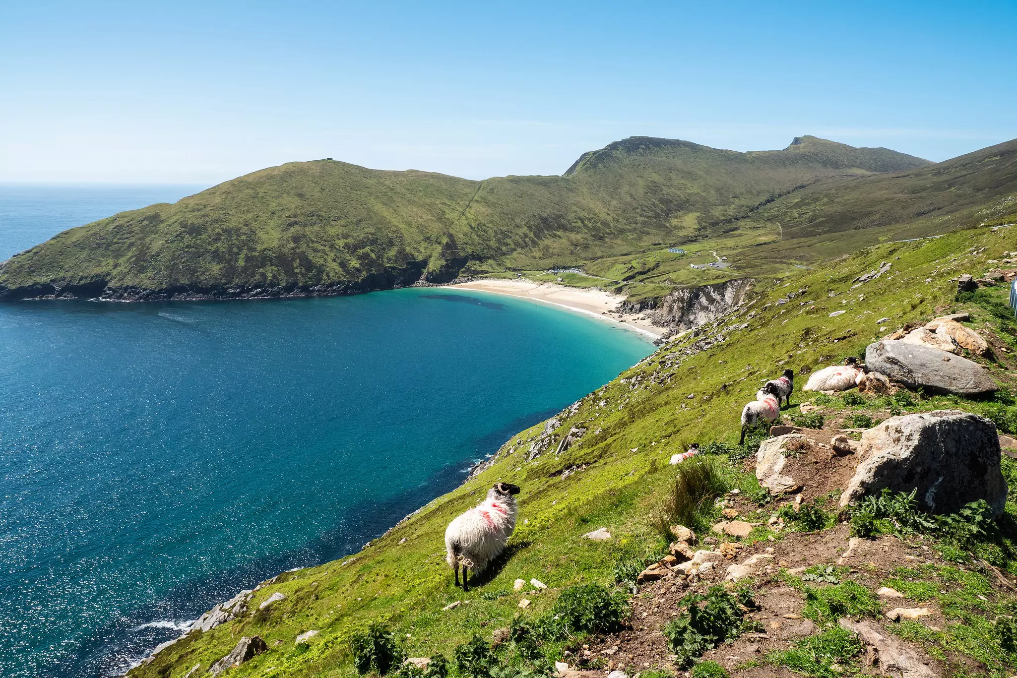 Sheep and sandy beach in the background at Keem Bay in Achill, Co Mayo, Ireland
