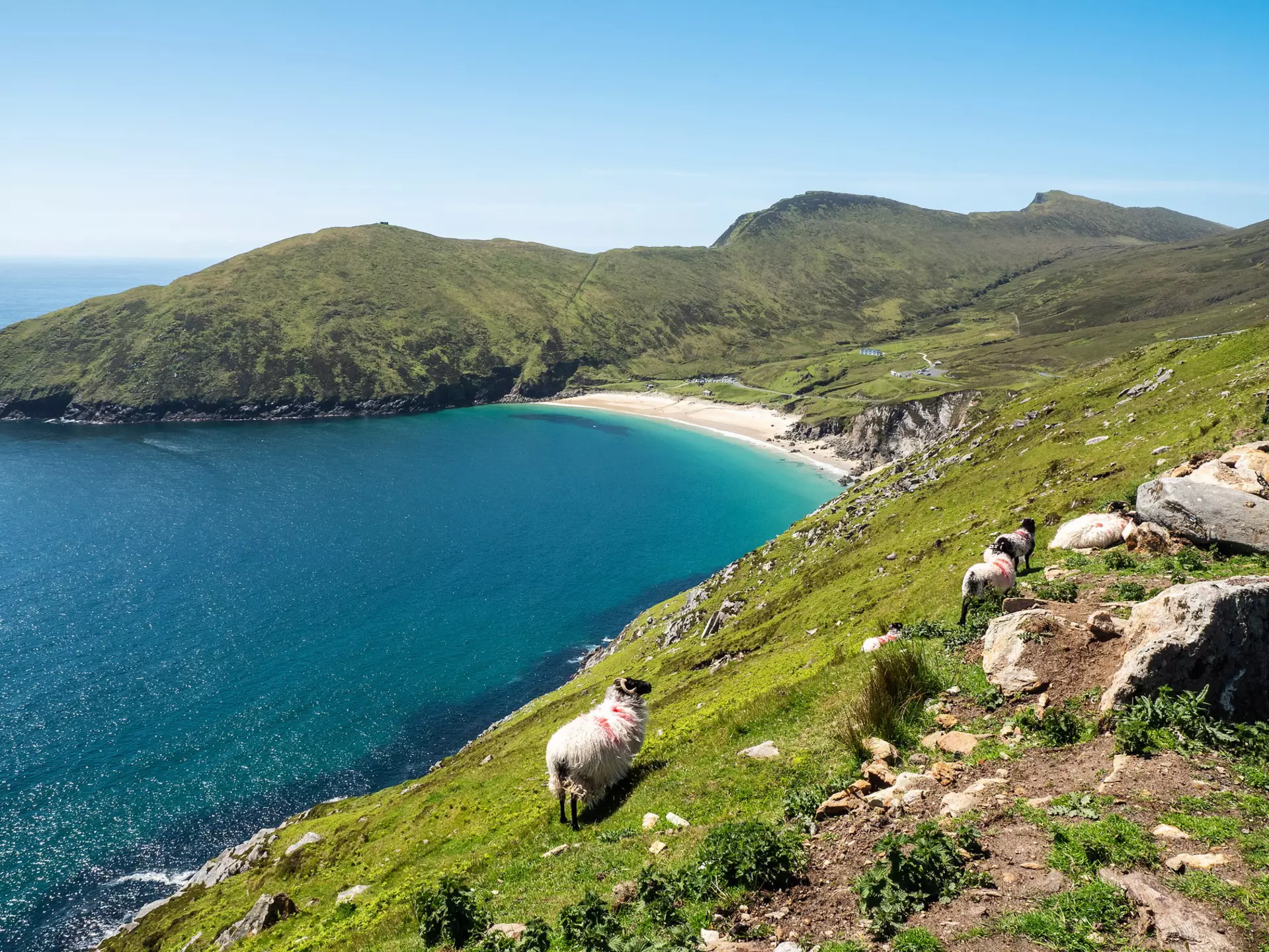 Flock of sheep on a cliff. Beautiful Keem bay and sandy beach in the background. Warm sunny day. Achill island, county Mayo, Ireland, Irish landscape. Travel landmark. Clean blue sky, sunny weather  