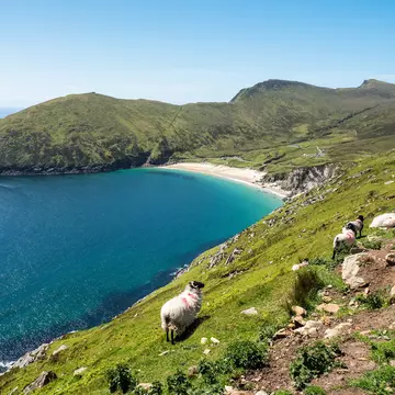 Flock of sheep on a cliff. Beautiful Keem bay and sandy beach in the background. Warm sunny day. Achill island, county Mayo, Ireland, Irish landscape. Travel landmark. Clean blue sky, sunny weather  