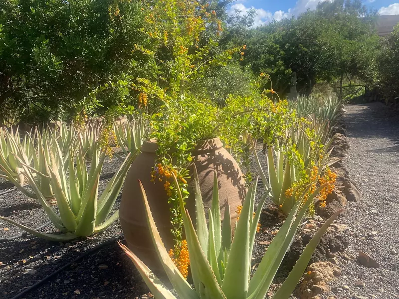 Aloe Vera Plant in Fuerteventura