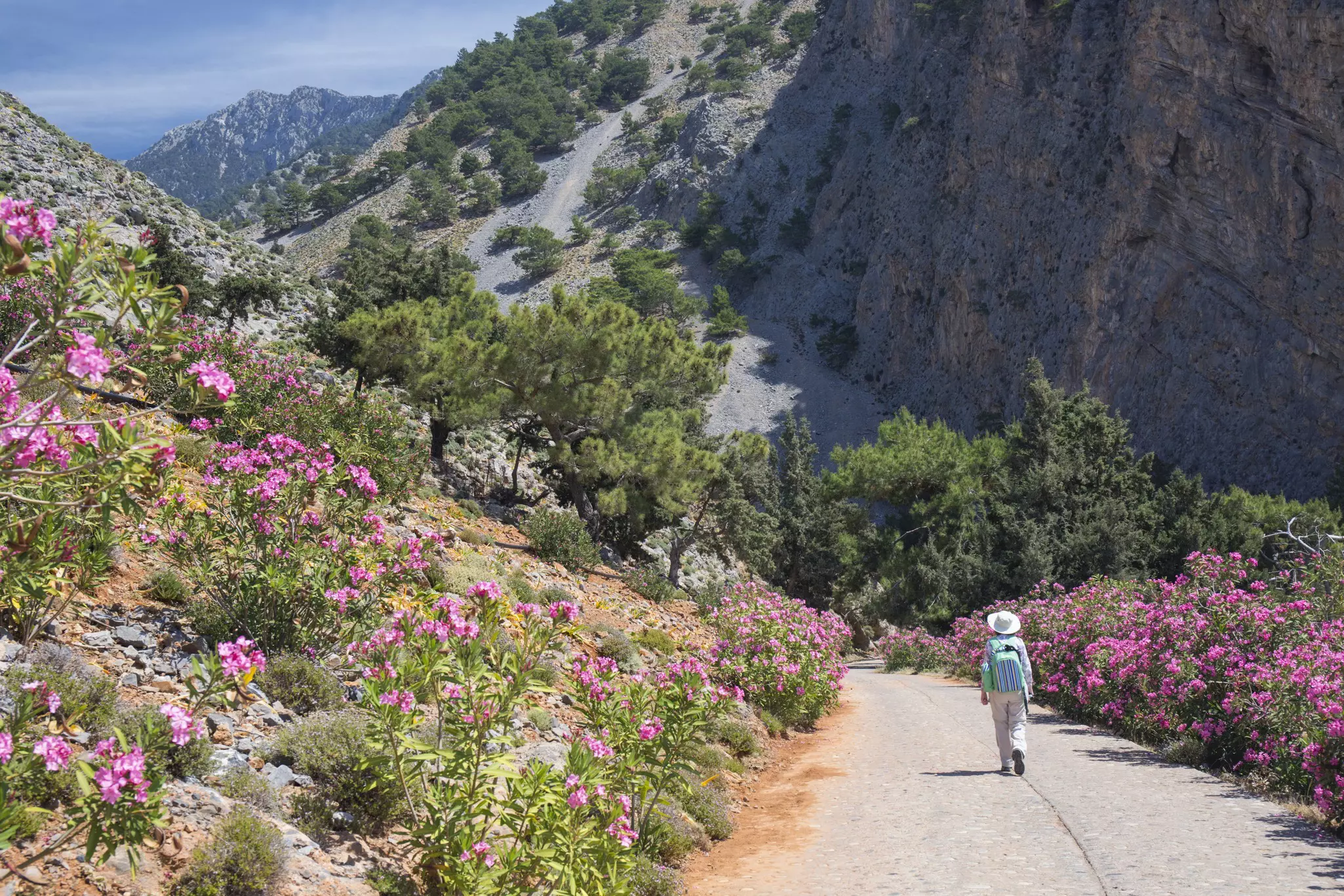 A lone hiker walks on paved path toward a gorge. Slopes covered in blooming pink oleander rise from the path.
