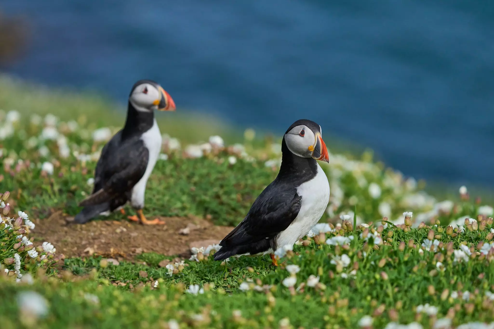 Atlantic Puffin on the cliffs of Skomer island, Southern Wales.