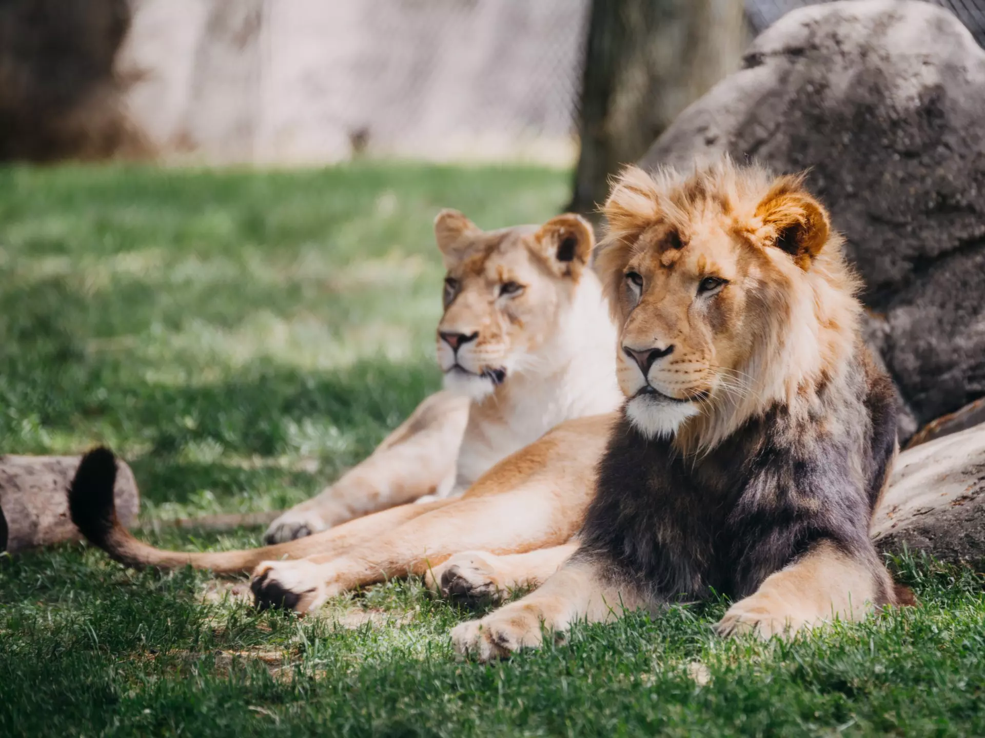 Lions,Laying,In,Grass,At,The,Indianapolis,Zoo