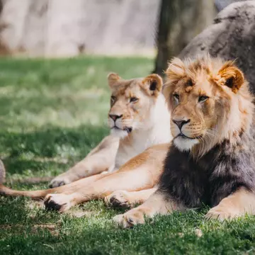 Lions,Laying,In,Grass,At,The,Indianapolis,Zoo