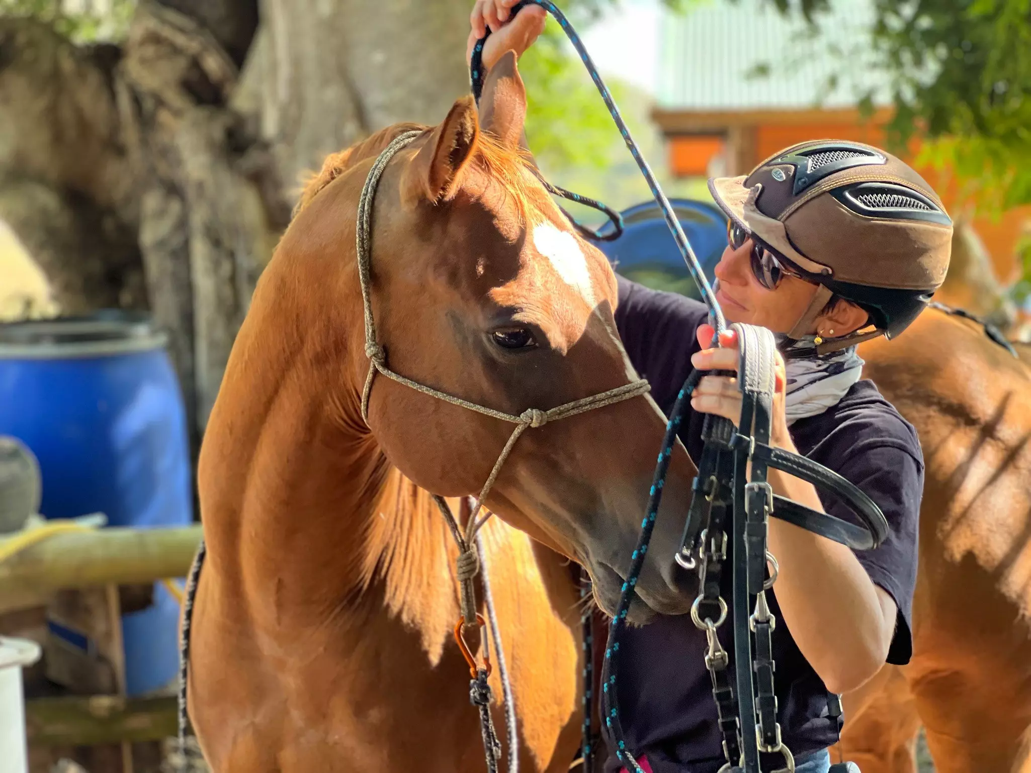 A rider removes the tack from a large brown horse 