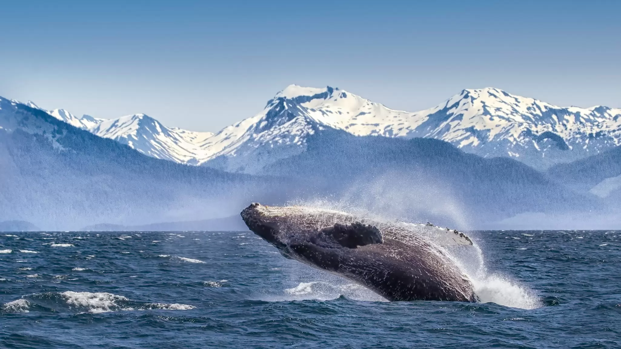 A whale breaching in Glacier Bay National Park and Preserve, Alaska. Betty Wiley/Getty Images