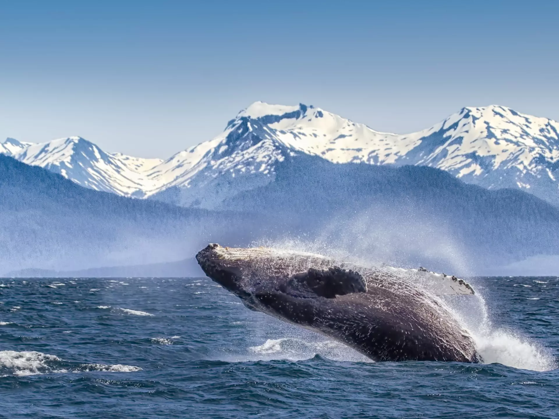 A whale breaching in Glacier Bay National Park and Preserve, Alaska. Betty Wiley/Getty Images