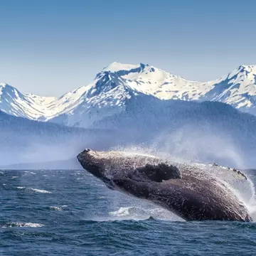 A whale breaching in Glacier Bay National Park and Preserve, Alaska. Betty Wiley/Getty Images