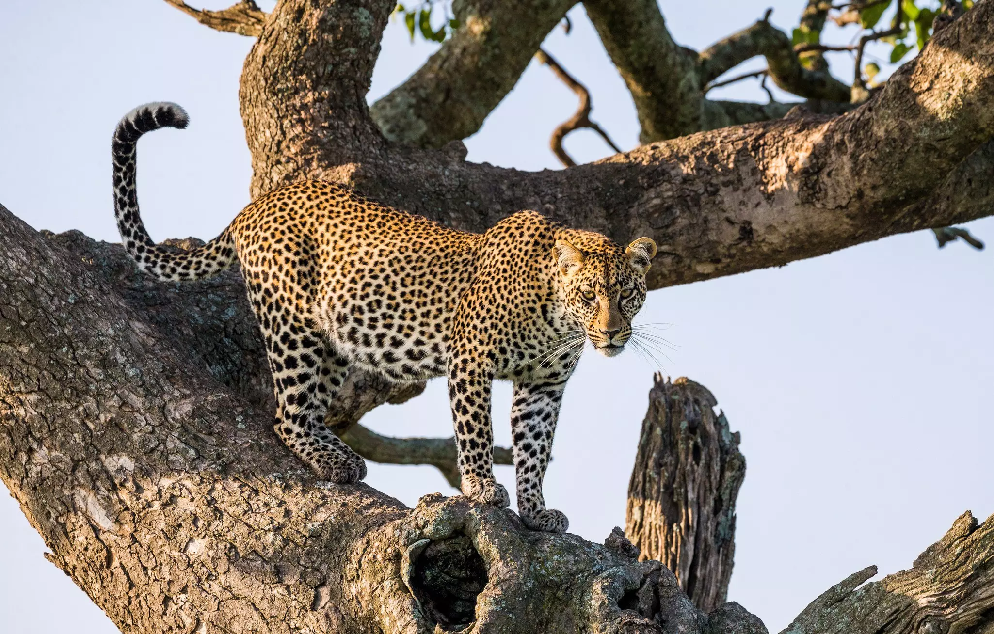 Leopard standing on a tree in the grasslands bordering Tanzania and Kenya.