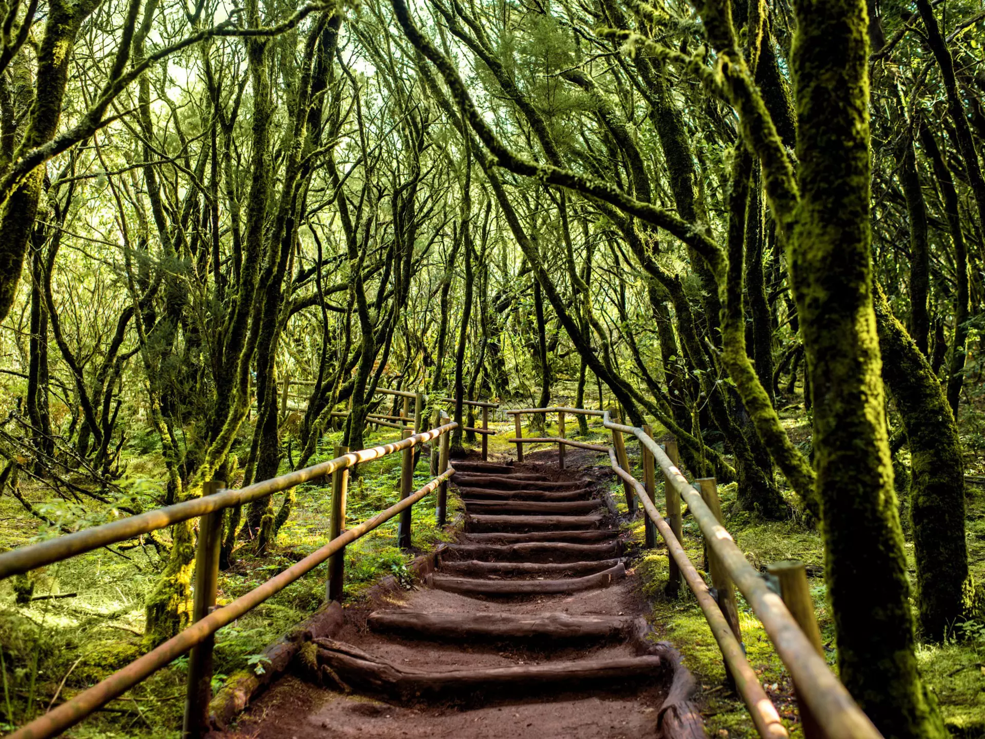 A staircase ascends through the evergreen forest in Garajonay National Park, La Gomera island in Spain.