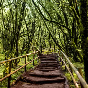 A staircase ascends through the evergreen forest in Garajonay National Park, La Gomera island in Spain.