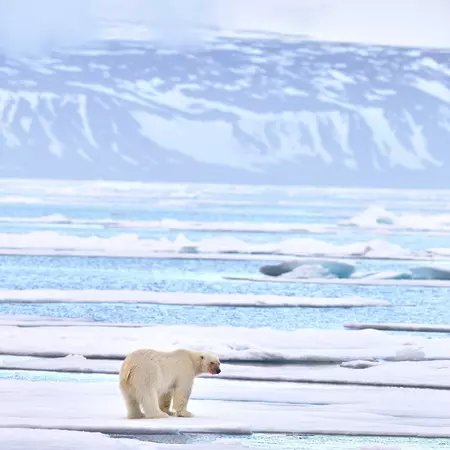 Wildlife - polar bear on drifting ice with snow feeding on killed seal, skeleton and blood, wildlife Svalbard, Norway. Beras with carcass, wildlife nature. Carcass with blue sky and clouds.  License Type: media  Download Time: 2024-05-24T05:31:42.000Z  User: ceri_lp  Is Editorial: No  purchase_order:   