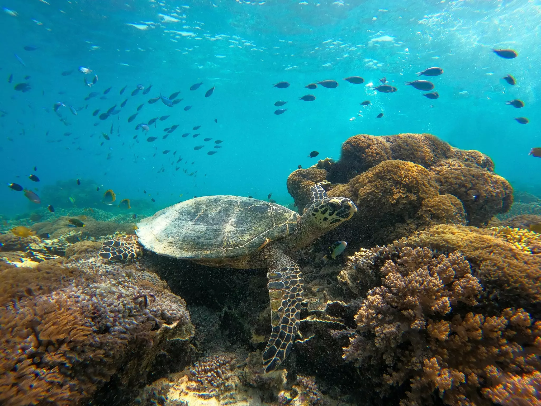 Underwater shot of a sea turtle and the coral reef with small fish in the background.