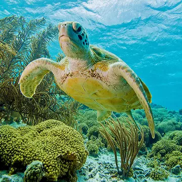 Turtle Garden