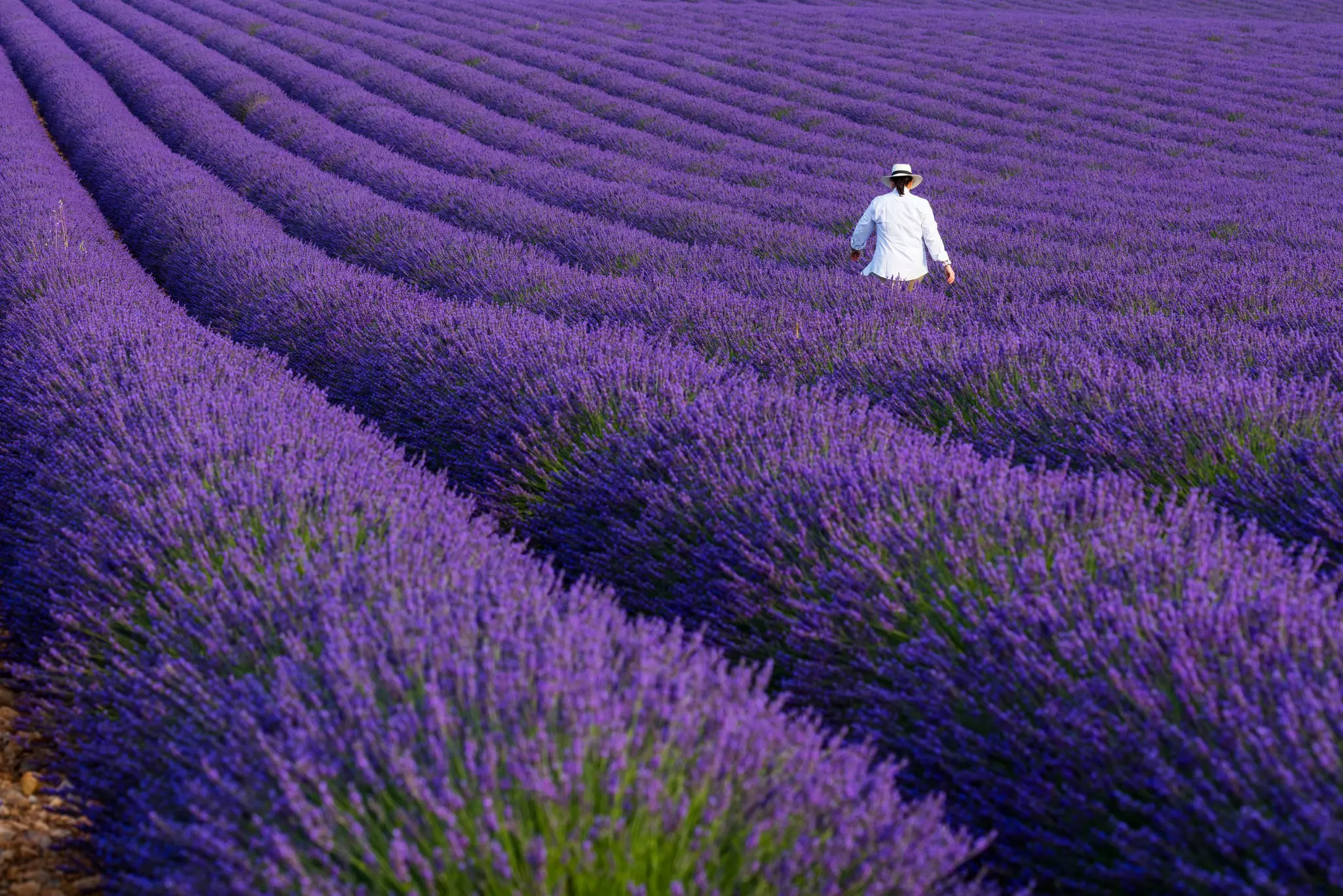 A woman in a white shirt walks among rows of blooming, deep-purple lavender plants.