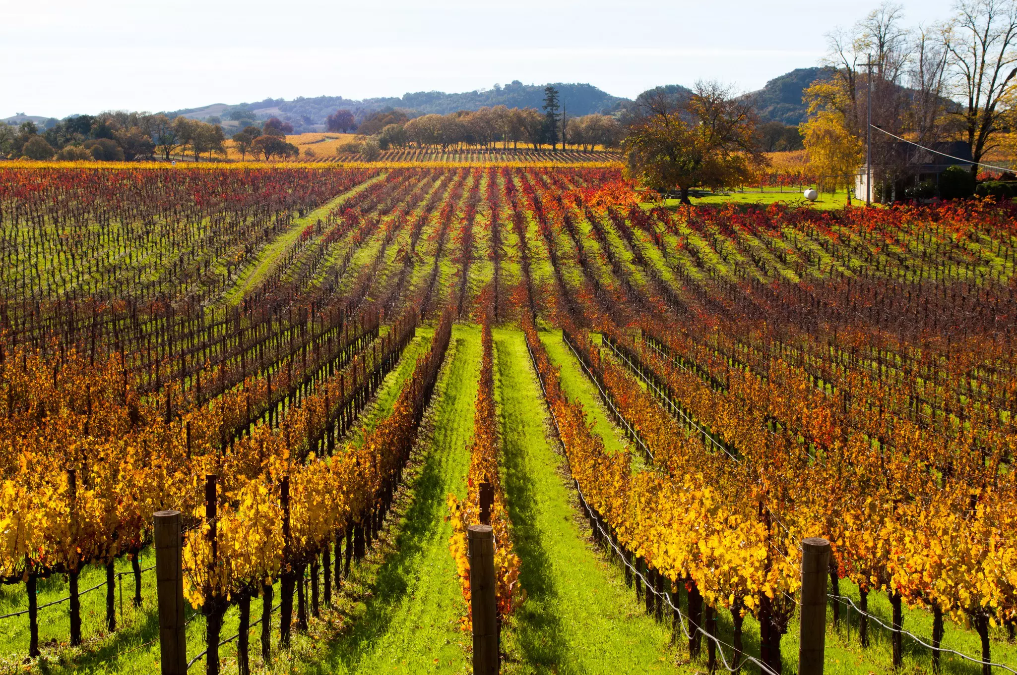 Neat rows of vines glowing in browns, golds and reds in the autumn.