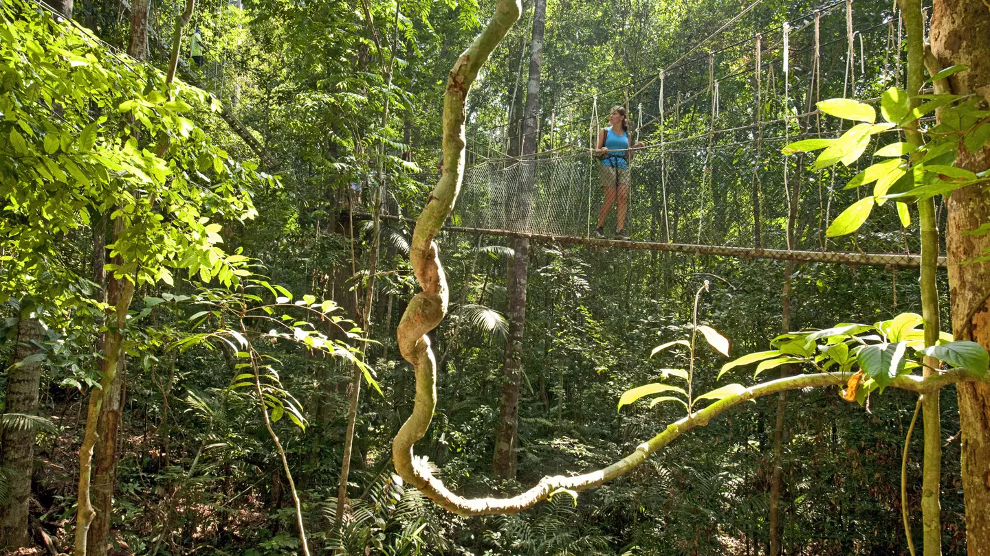 Woman walking on canopy walk over lush jungle, Taman Negara National Park.