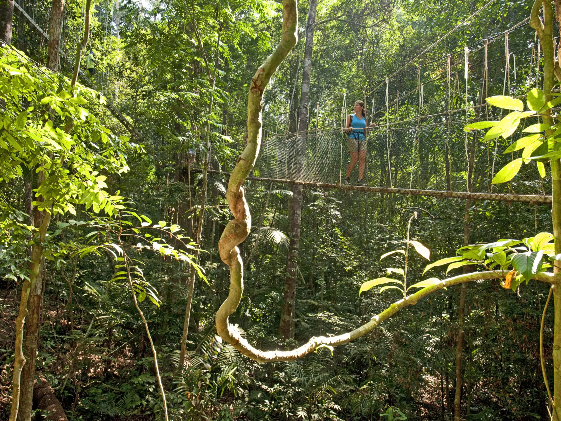 Woman walking on canopy walk over lush jungle, Taman Negara National Park.