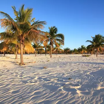 Palm trees on white sand at Playa Sirena on Cayo Largo.