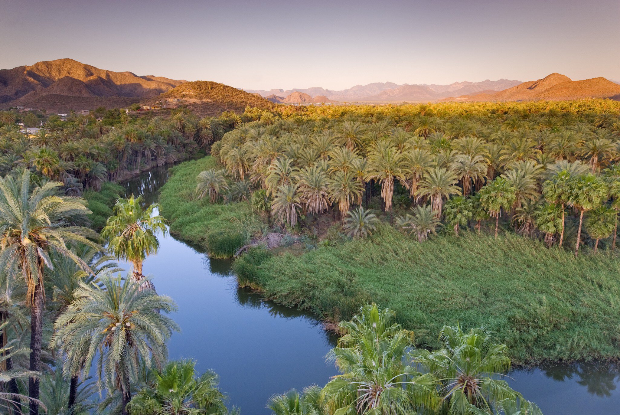 Date palms (Phoenix dactylifera) and fan palms at sunrise by Rio Mulege (Arroyo Santa Rosalia) with Sierra de Guadalupe in background.