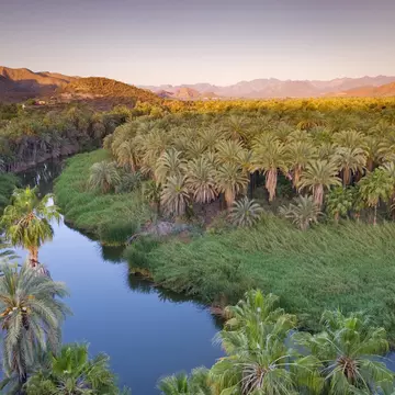Date palms (Phoenix dactylifera) and fan palms at sunrise by Rio Mulege (Arroyo Santa Rosalia) with Sierra de Guadalupe in background.