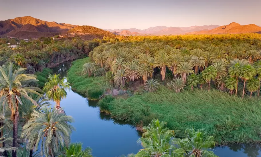 Dense palm-grove oasis along a calm winding river cutting through arid mountains at golden dusk.