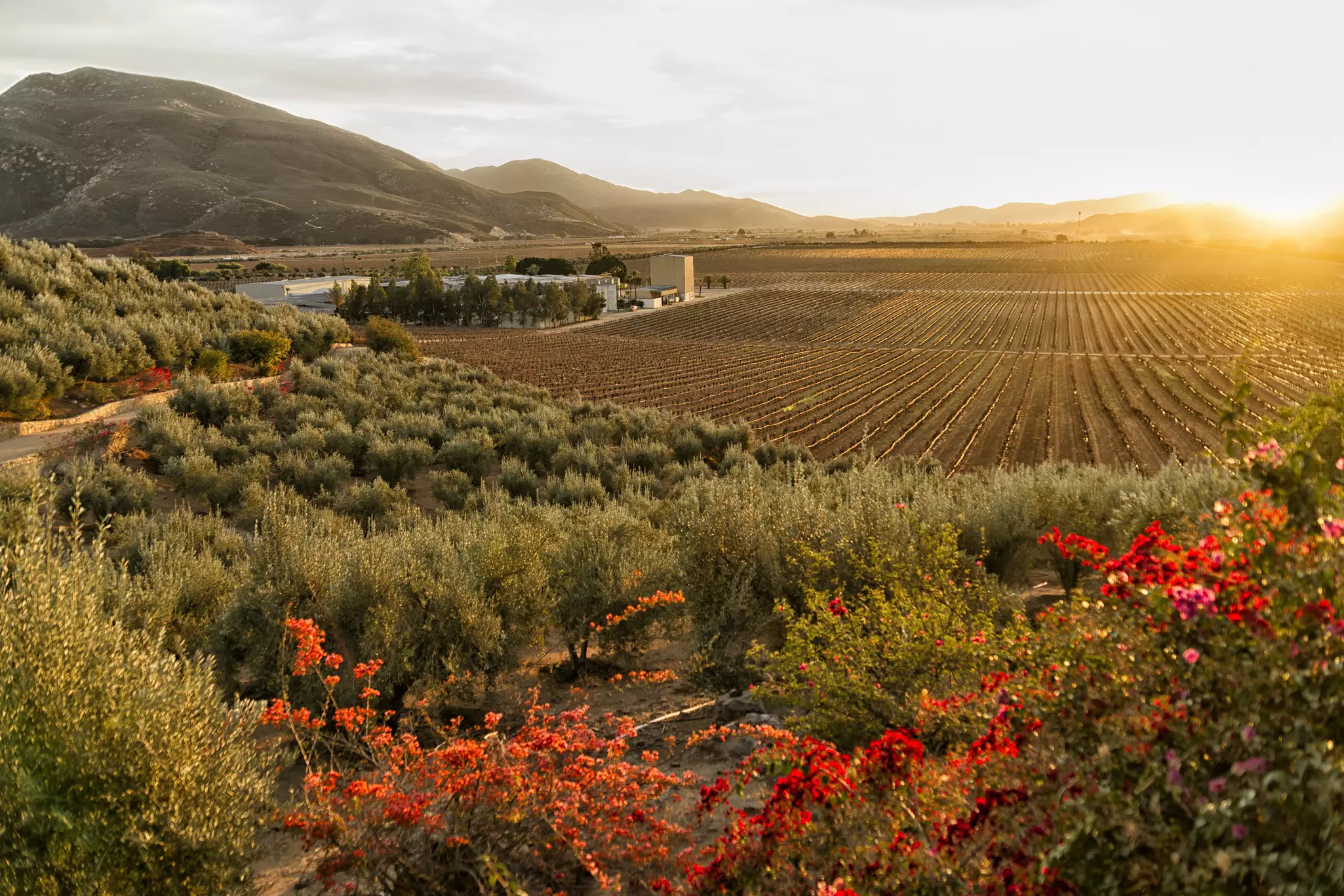 Bright red flowers are in the foreground with perfect rows of grape vines stretching towards a golden sunset.